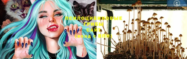 прущие грибы Дмитровск